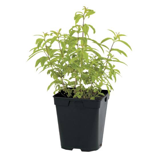 Plant de Citronnelle de madagascar pot 1litre - Image 1