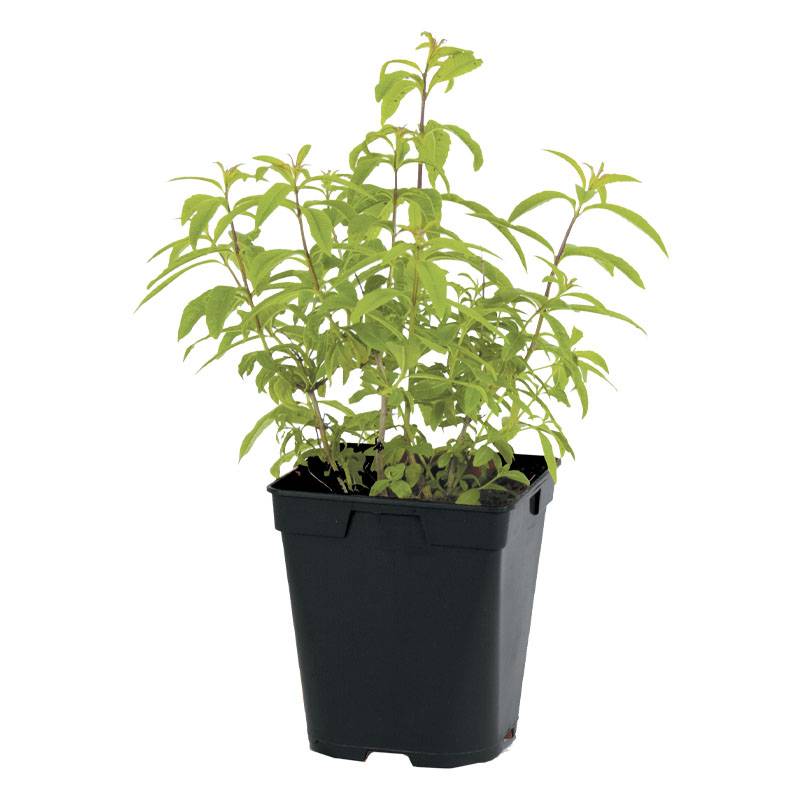 Fleuron D'Anjou - Plant de Citronnelle de madagascar pot 1litre