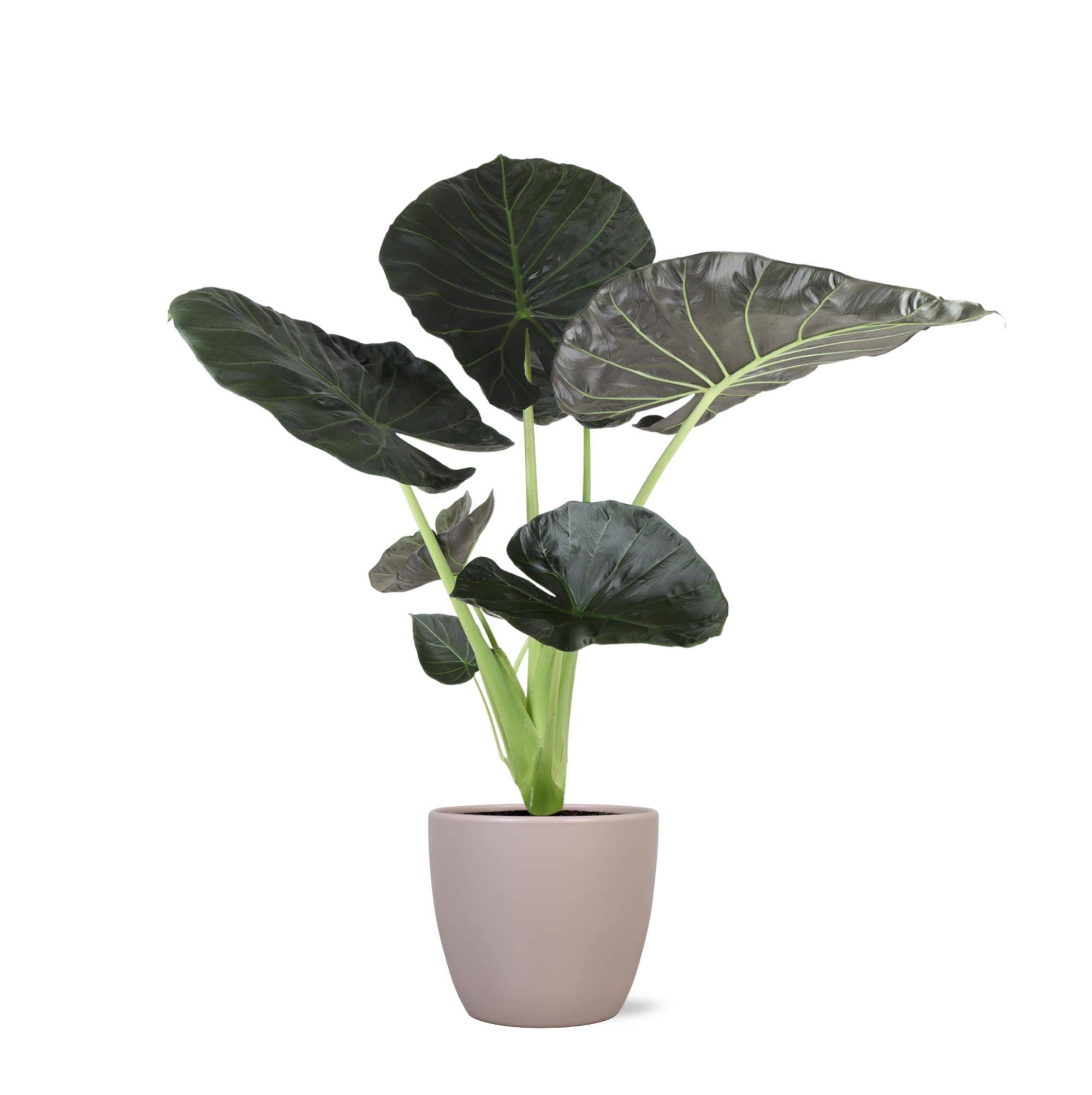 La Green Touch - Alocasia Regal Shield et son pot- La Green Touch Taupe - Hauteur 110cm