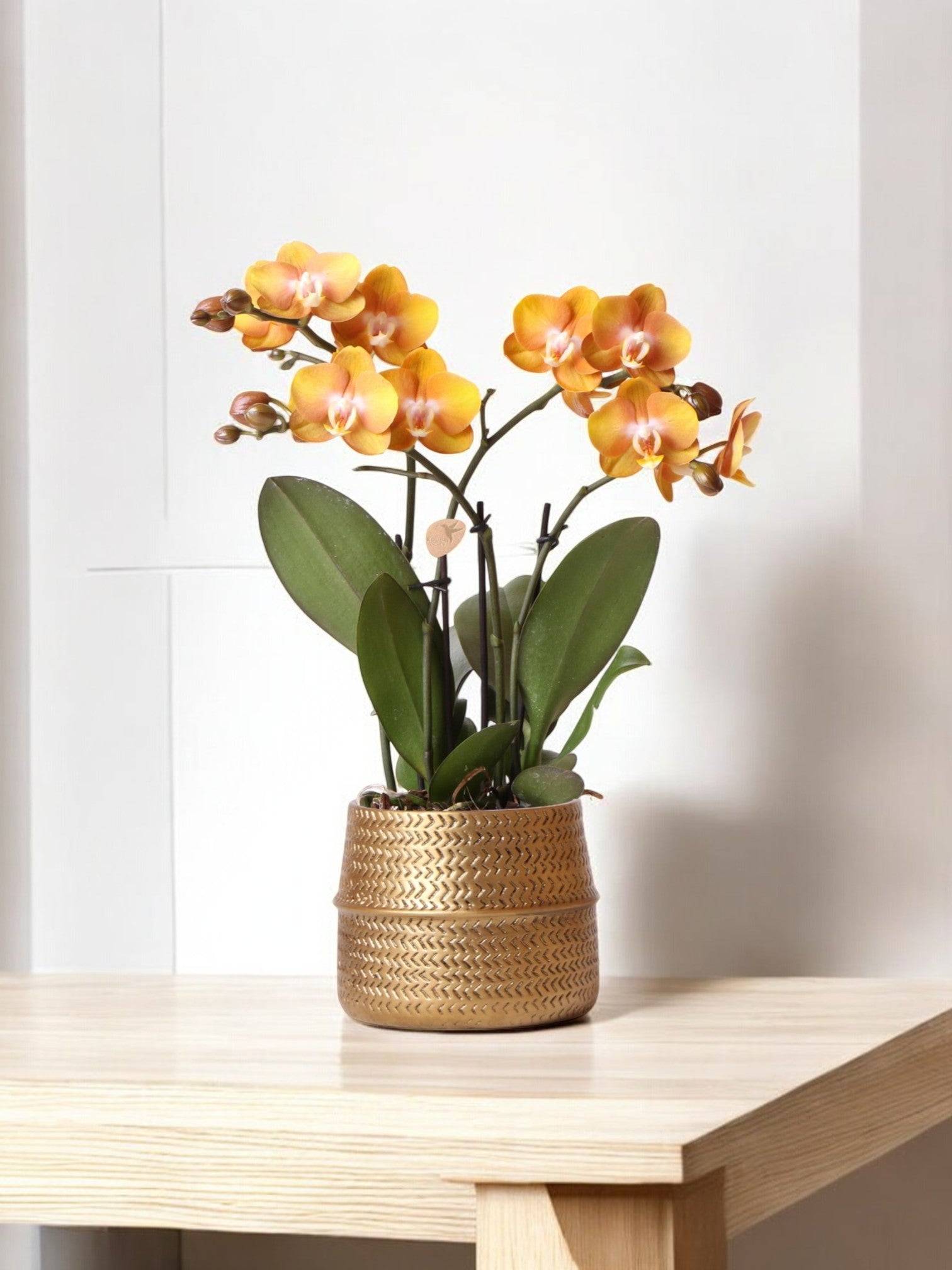 La Green Touch - Orchidée Ocre et son pot- La Green Touch Doré - Hauteur 45cm - Image 1