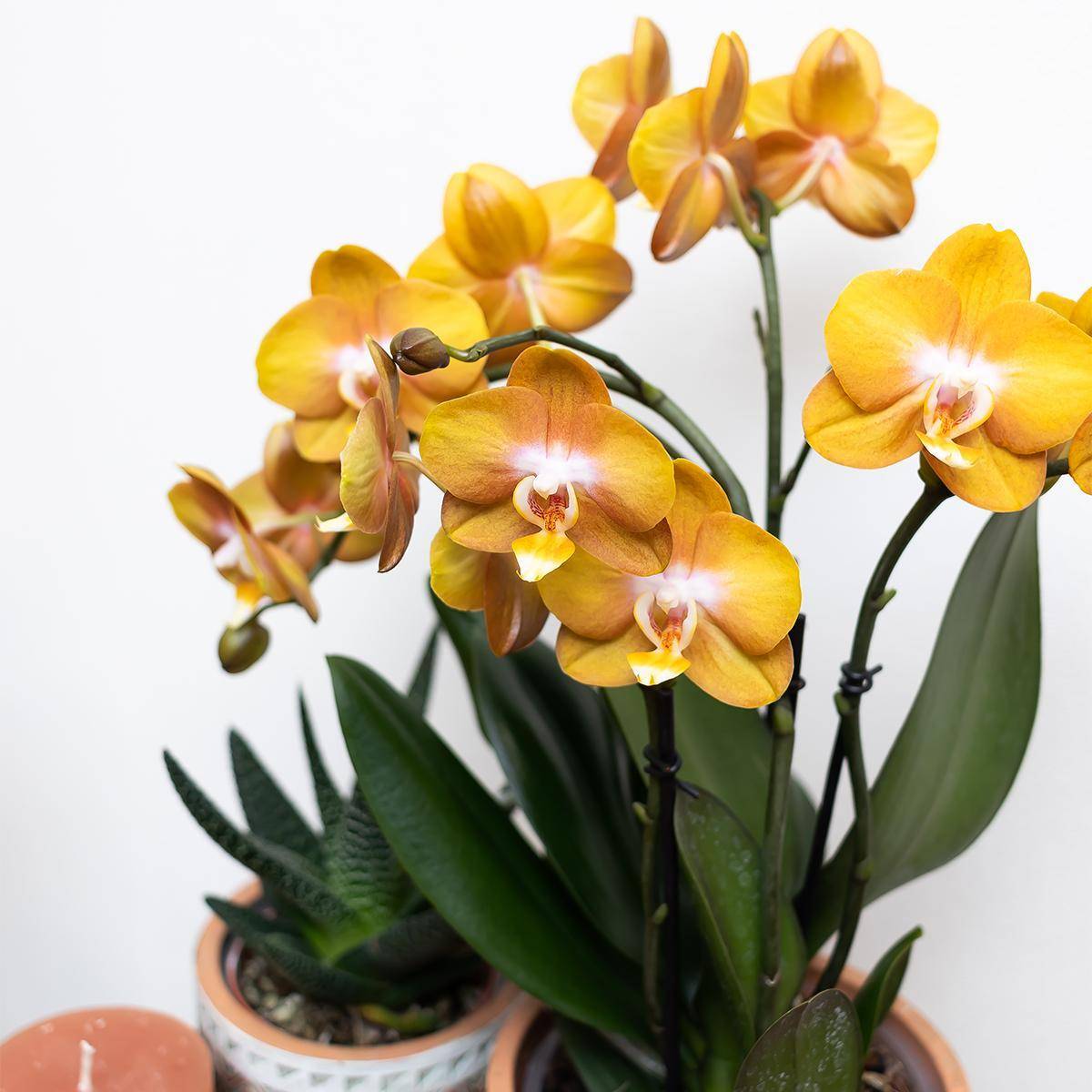 La Green Touch - Orchidée Ocre et son pot- La Green Touch Doré - Hauteur 45cm - Image 2