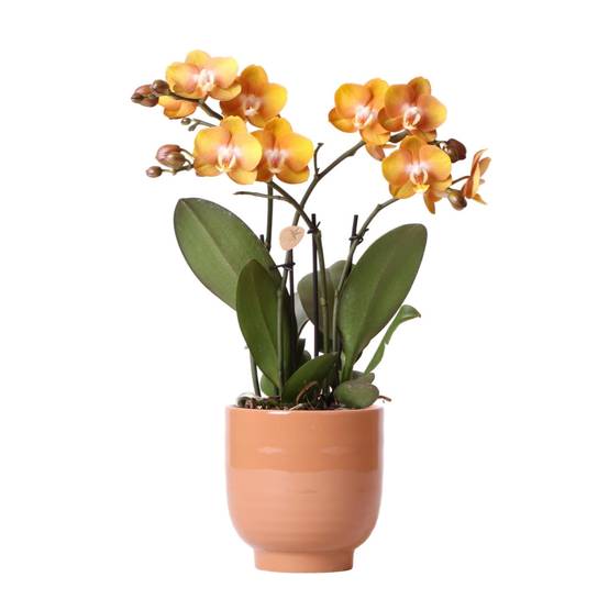 La Green Touch - Orchidée Ocre et son pot- La Green Touch Doré - Hauteur 45cm - Image 6