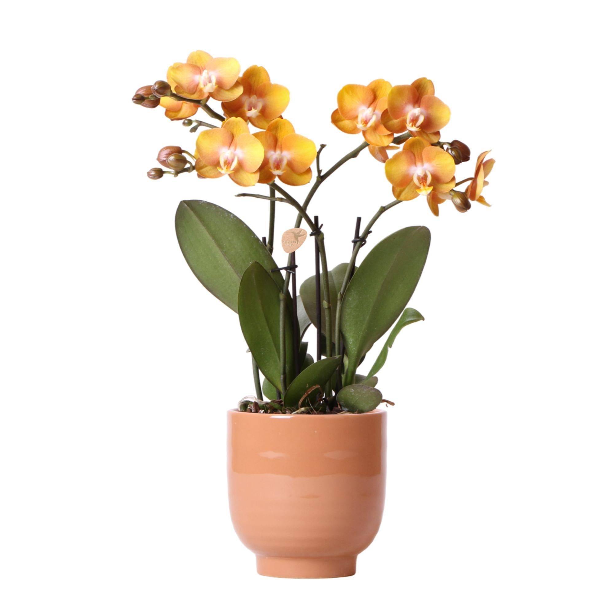 La Green Touch - Orchidée Ocre et son pot- La Green Touch Doré - Hauteur 45cm - Image 6