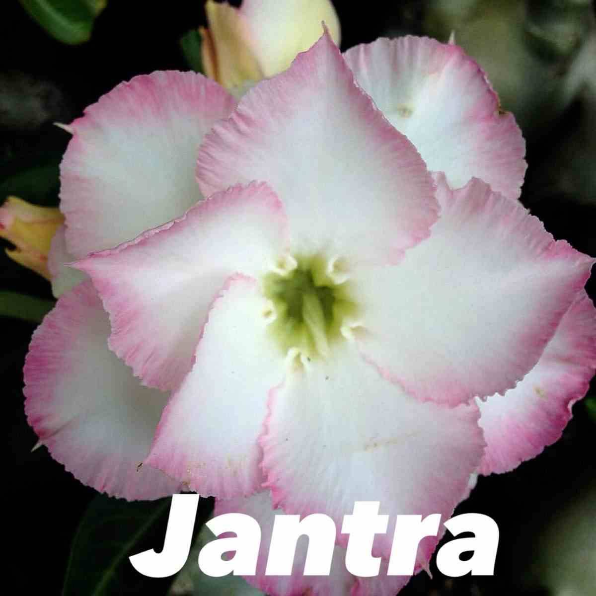 Sans Marque - Adenium obesum cv.Jantra Caudex d'environ 300g 20/25cm - Image 1
