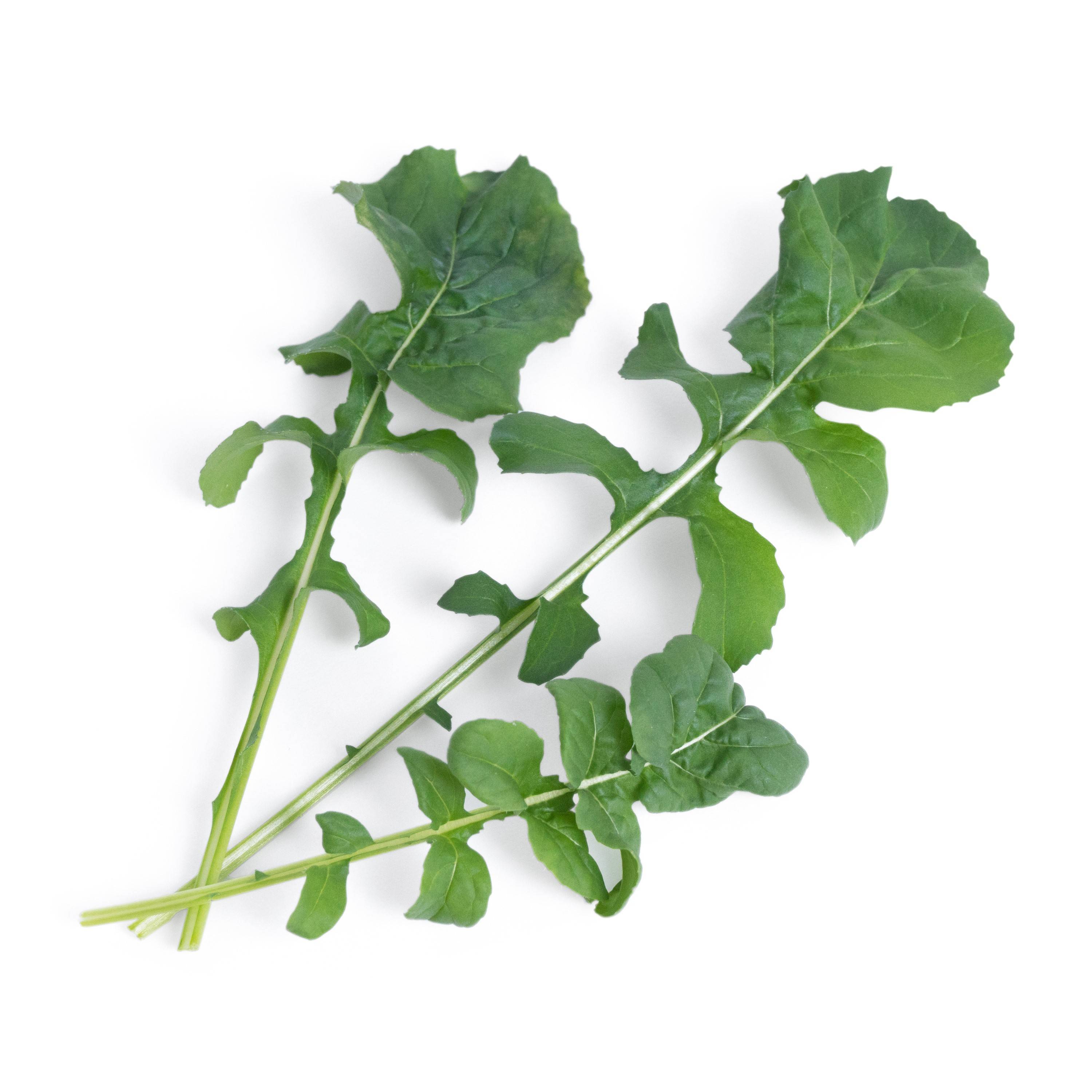 Veritable - Lingot Roquette BIO - Recharge prête à l'emploi - Véritable - Imagen 2