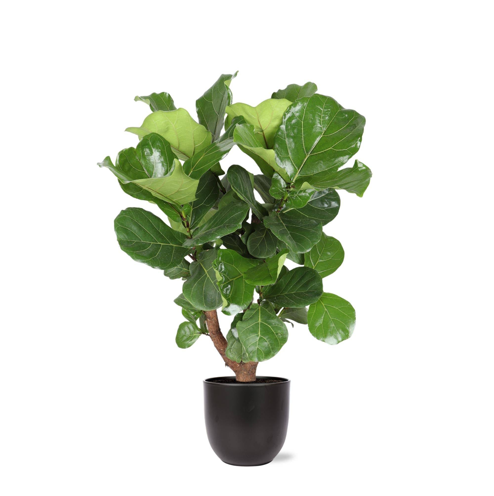 Ficus Lyrata et son pot- La Green Touch Noir - Hauteur 130cm