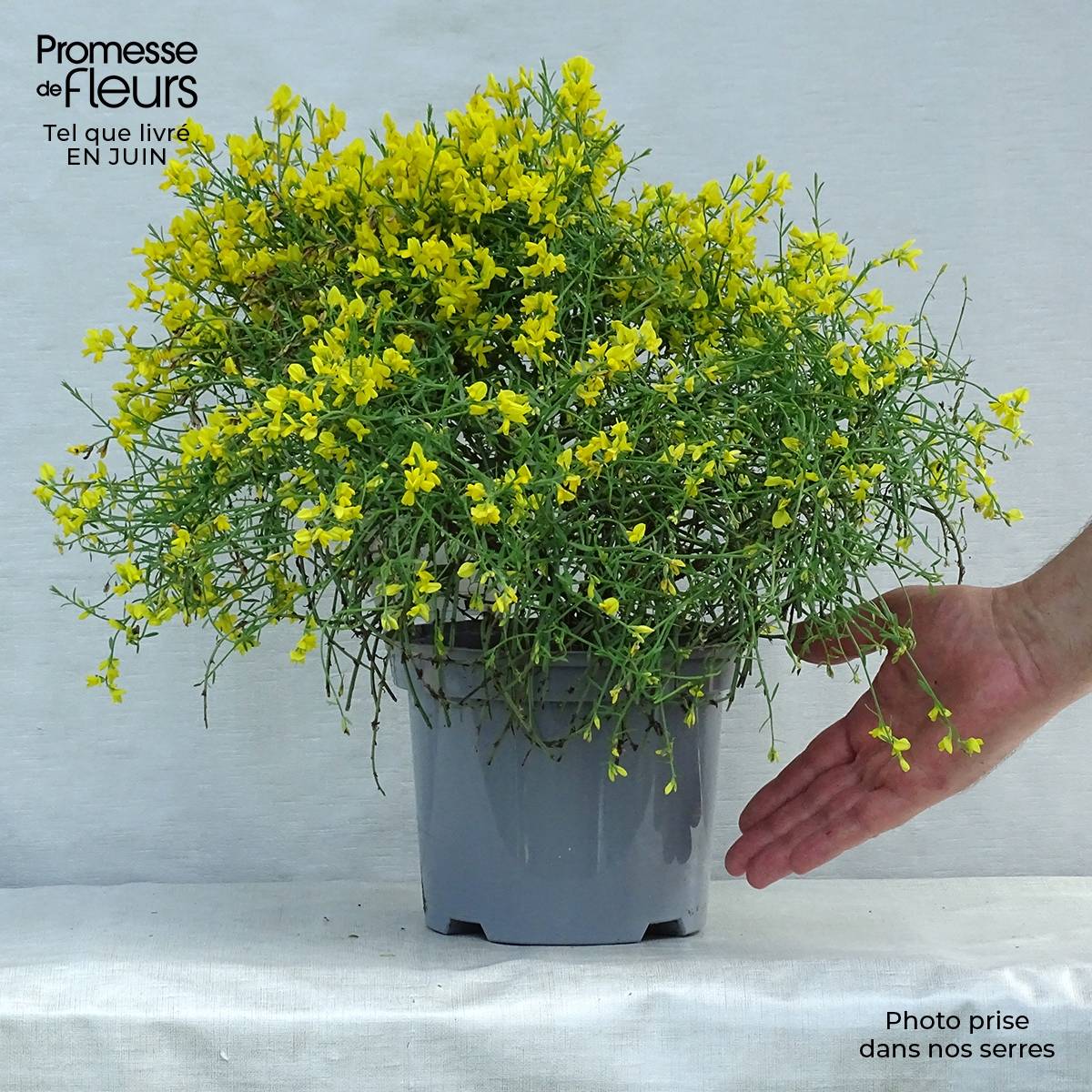 Promesse de Fleurs - Genêt de Lydie - Genista lydia Pot de 3L/4L - Image 2