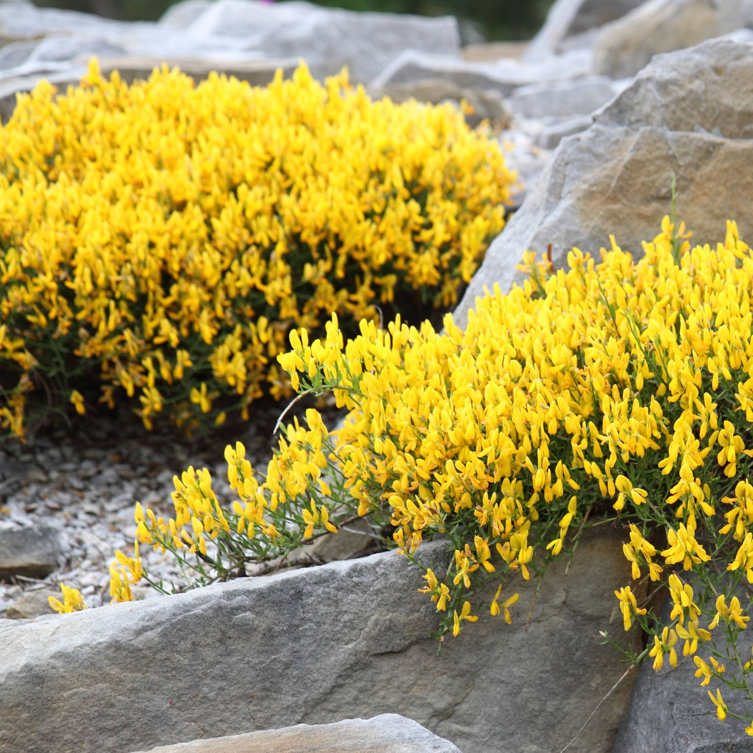 Promesse de Fleurs - Genêt de Lydie - Genista lydia Pot de 3L/4L - Image 1