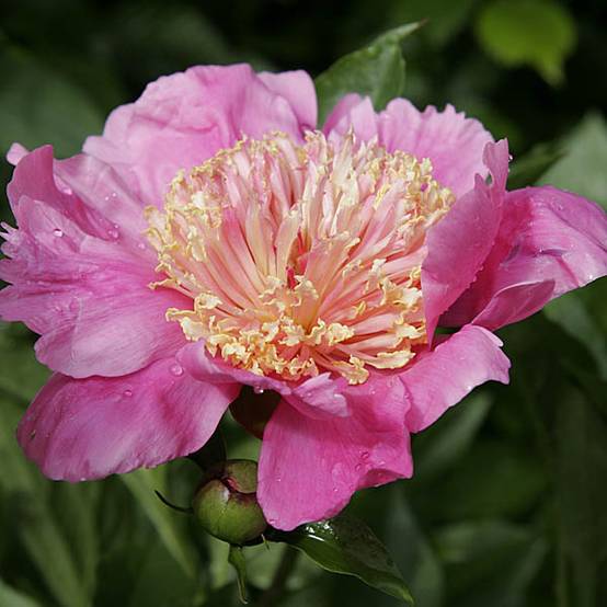 Pivoine lactiflora Doreen Pot de 3L/4L