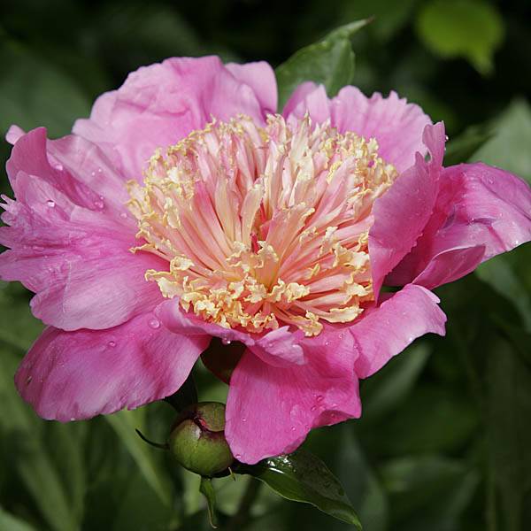 Pivoine lactiflora Doreen Pot de 3L/4L