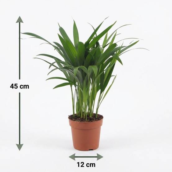 Palmier Areca - Dypsis lutescens - lot de 4 - Ø12cm - ↕45cm - Plantes d’intérieur - Image 5
