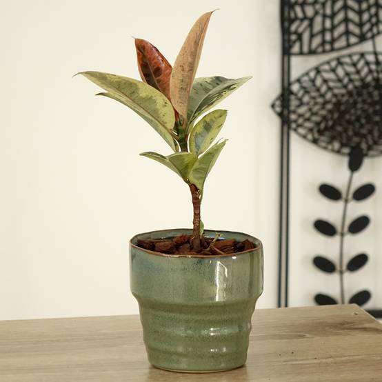 Ficus Shivereana - Caoutchouc panaché Mini-plante