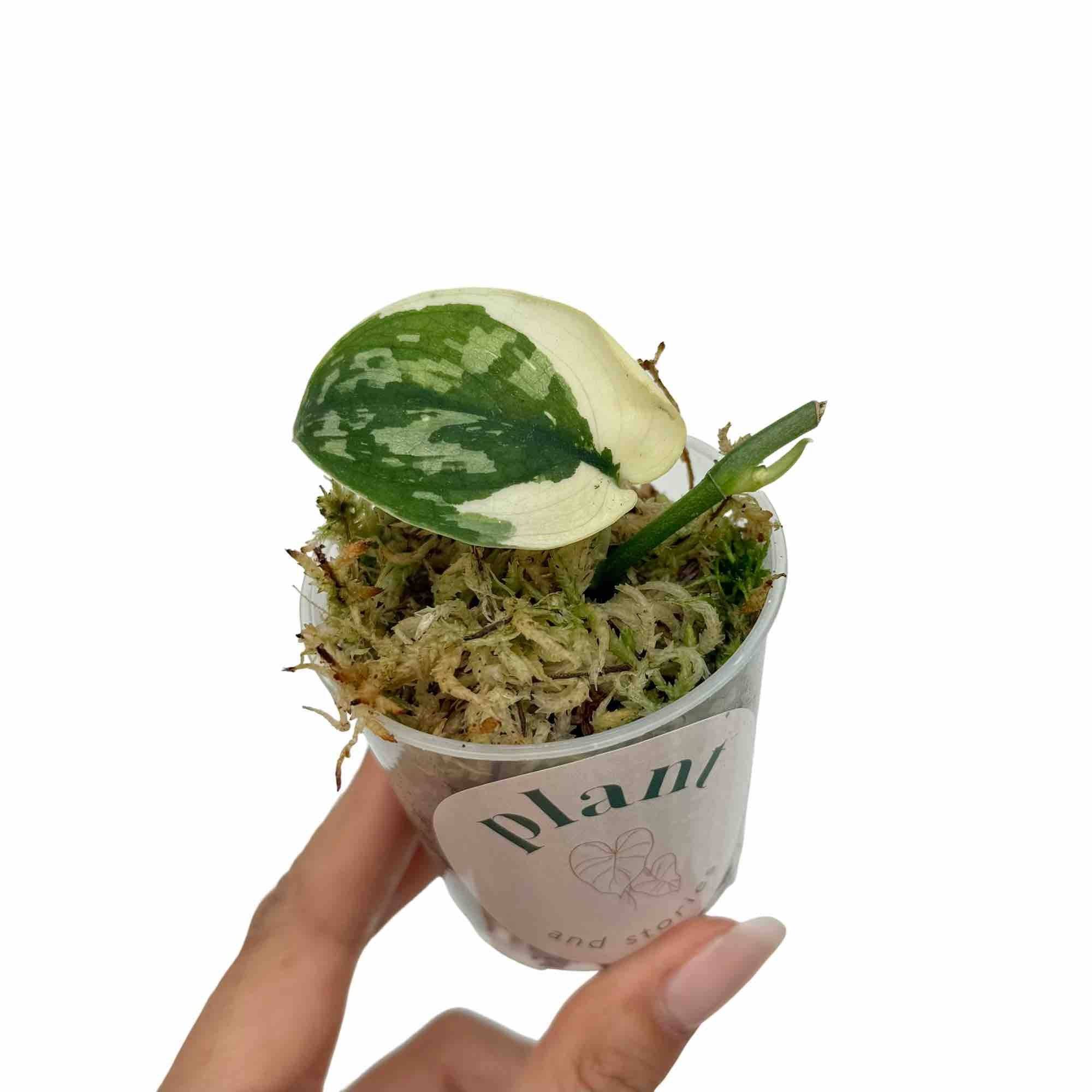 Scindapsus Mayari Variegata - Pot de 6cm - Plantes d'intérieur