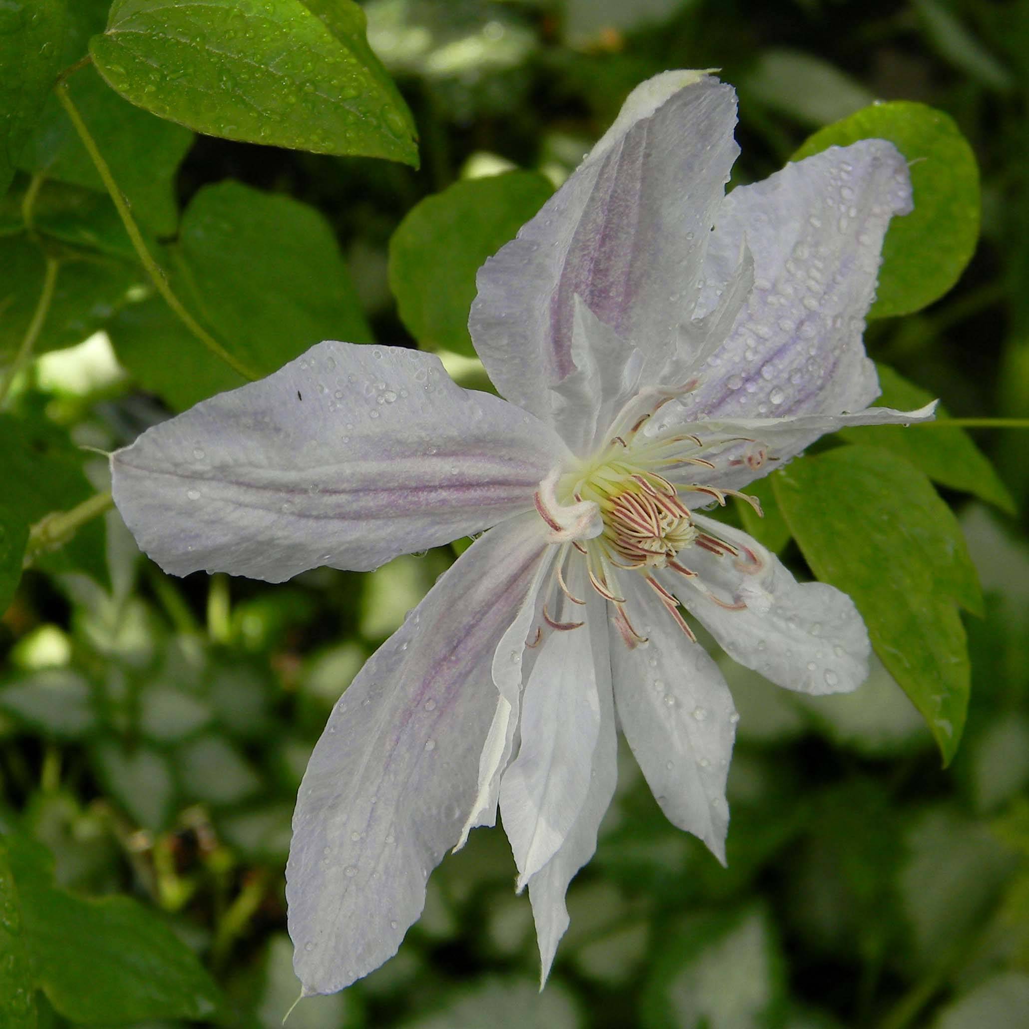 Promesse de Fleurs - Clématite - Clematis jackmanii Alba Pot de 2L/3L