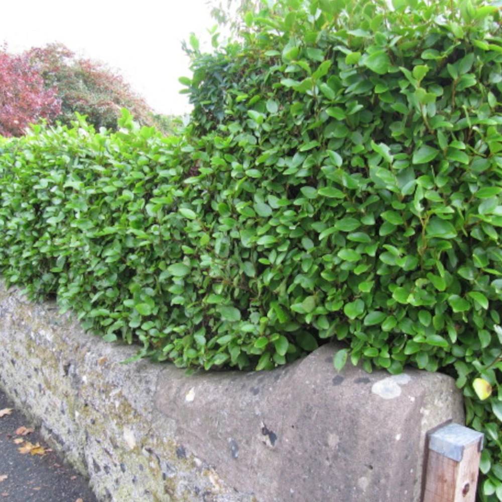 Griseline Redge, Griselinia - Pot de 4L - 40/60 cm