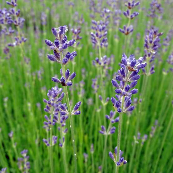 Lavande vraie - Lavandula angustifolia Dwarf Blue Godet de 8/9 cm