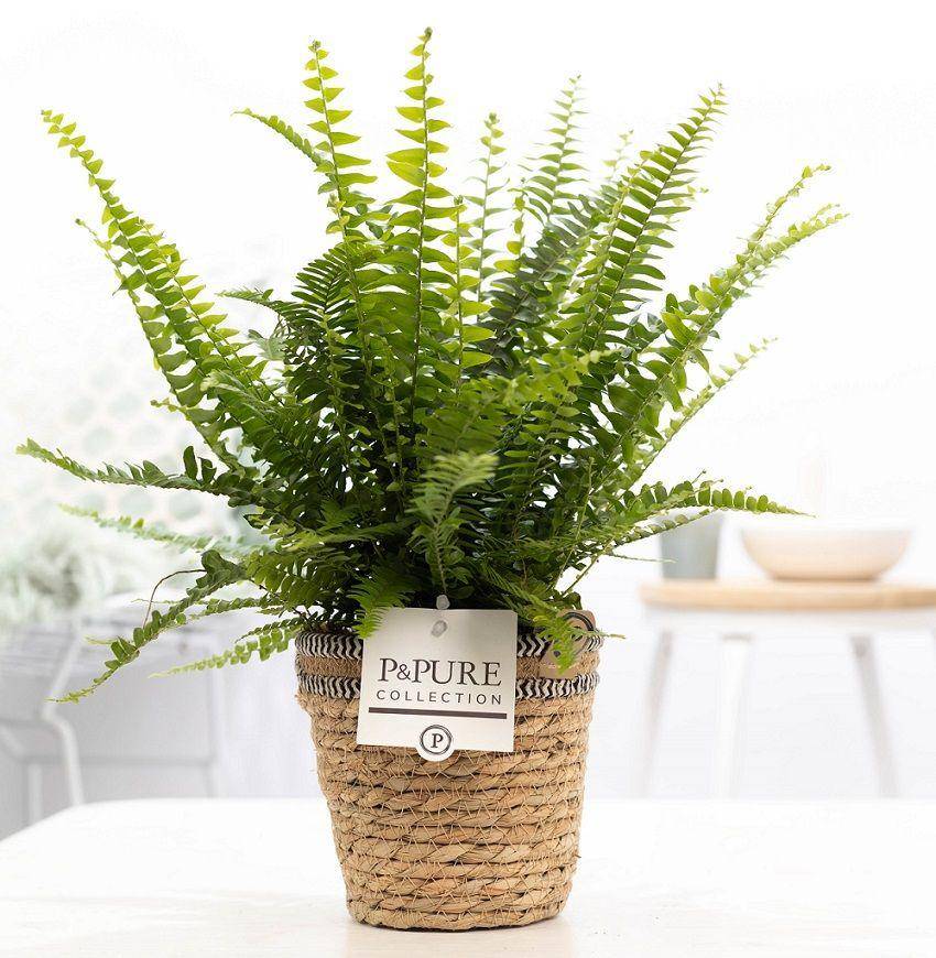 Fougère de Boston - Nephrolepis - en panier - Ø12cm - ↕35cm - Plantes d’intérieur