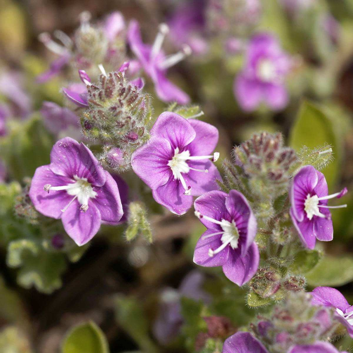 Promesse de Fleurs - Veronica surculosa - Véronique drageonnante Godet de 7/8 cm