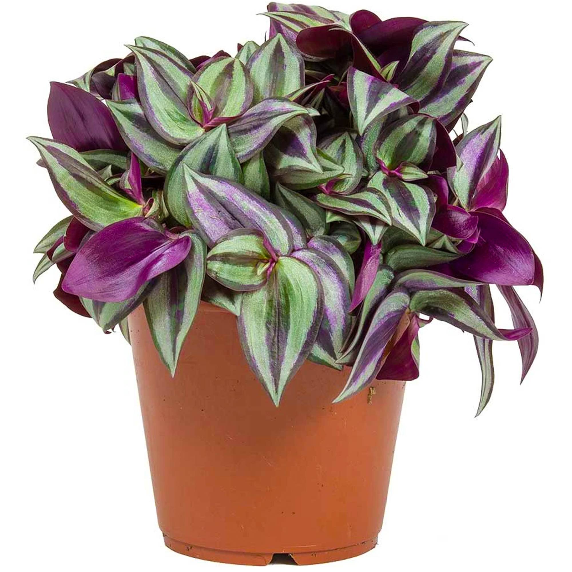 Gardenersdream - Tradescantia Zebrina – Juif Errant | Les Meilleures Plantes D’Intérieur | 15-25 Cm En Pot - GardenersDream - Imagen 2
