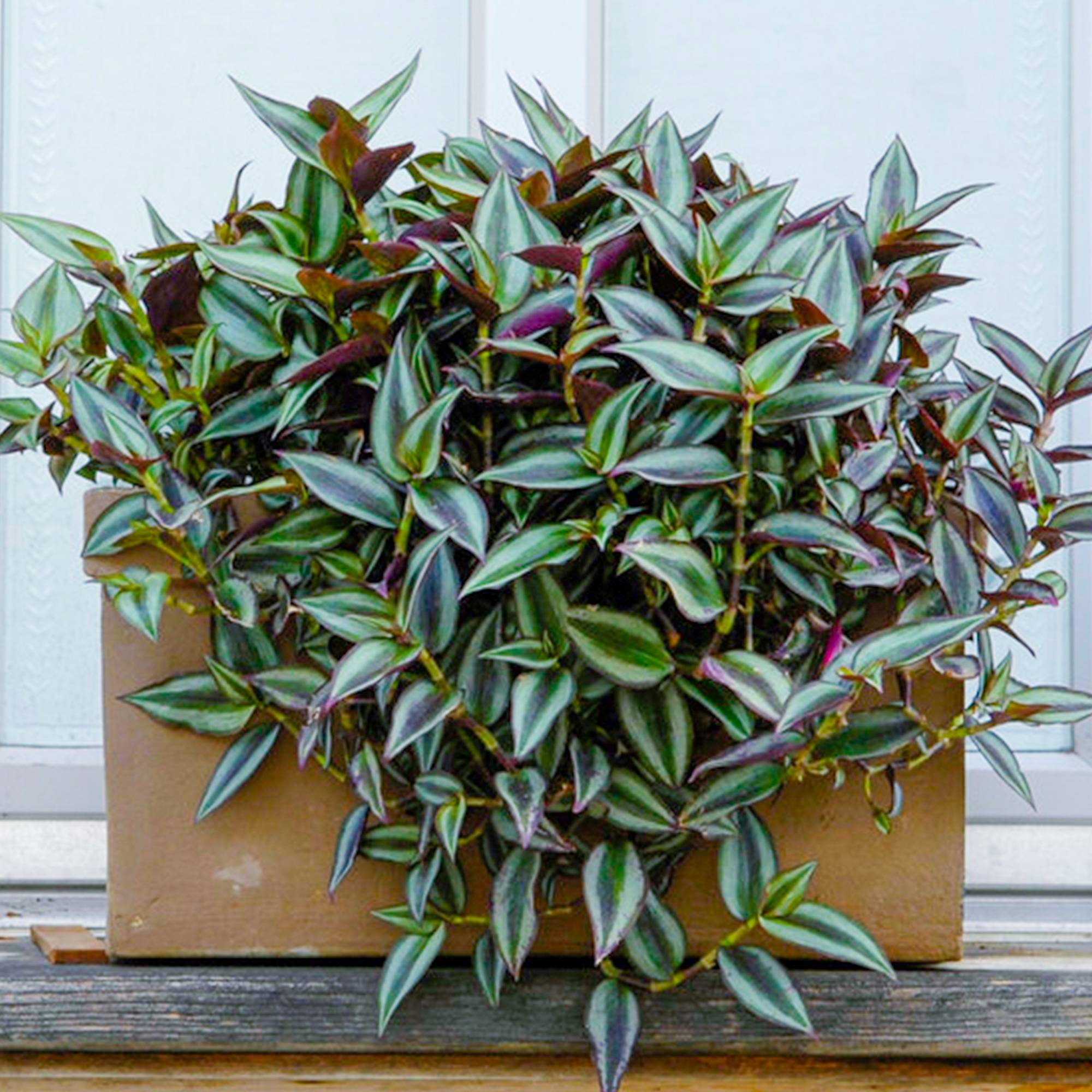 Gardenersdream - Tradescantia Zebrina – Juif Errant | Les Meilleures Plantes D’Intérieur | 15-25 Cm En Pot - GardenersDream - Imagen 1