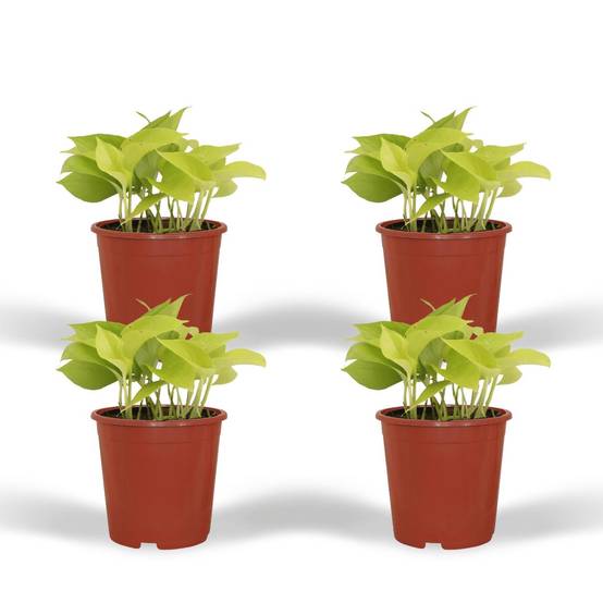 Epipremnum Golden Pothos (Scindapsus) - D12 H15cm - Image 1