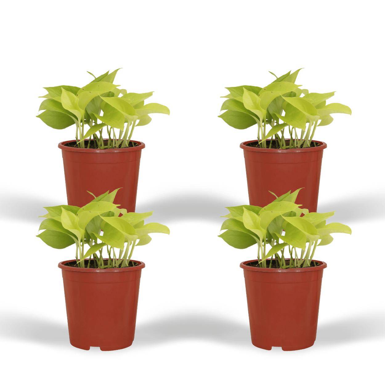 Epipremnum Golden Pothos (Scindapsus) - D12 H15cm - Image 1