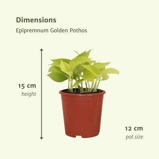 Epipremnum Golden Pothos (Scindapsus) - D12 H15cm - Image 4