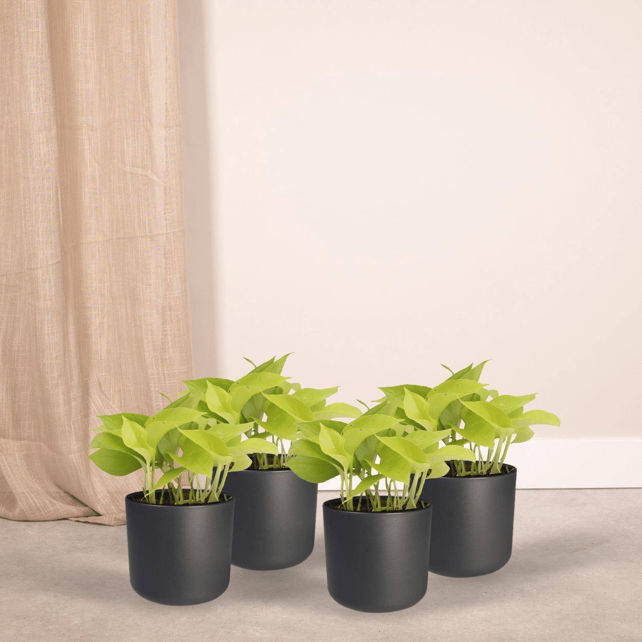 Epipremnum Golden Pothos (Scindapsus) - D12 H15cm - Image 2