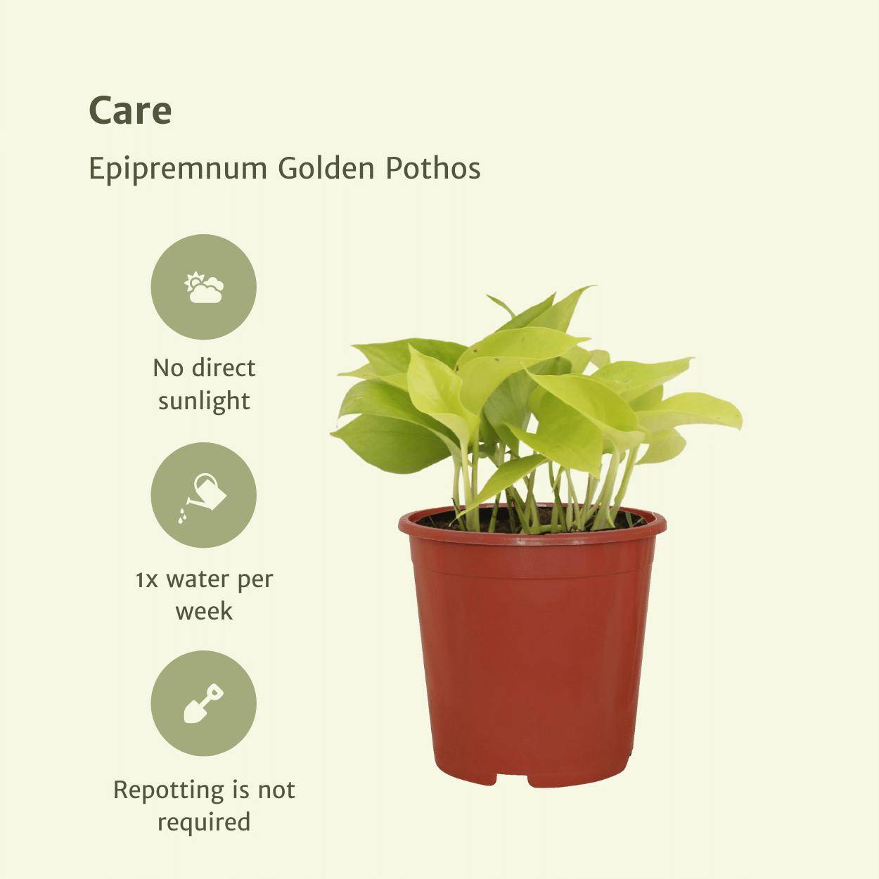 Epipremnum Golden Pothos (Scindapsus) - D12 H15cm - Image 5