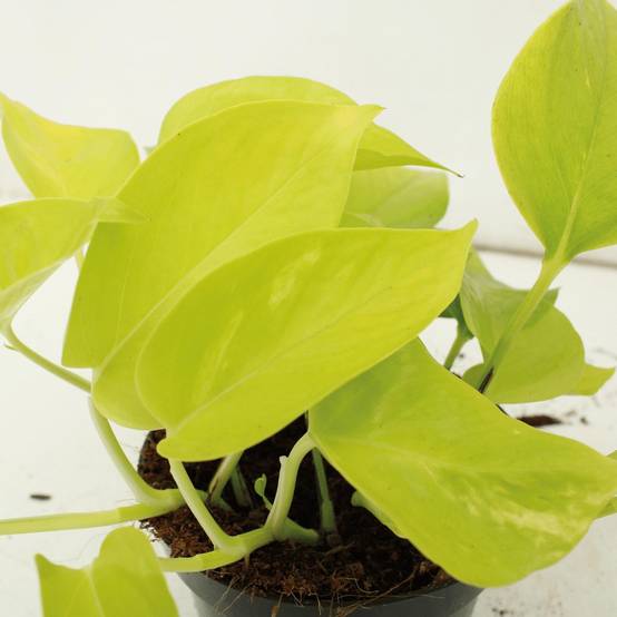 Epipremnum Golden Pothos (Scindapsus) - D12 H15cm - Image 3