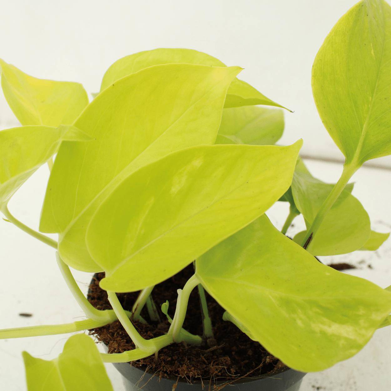 Epipremnum Golden Pothos (Scindapsus) - D12 H15cm - Image 3