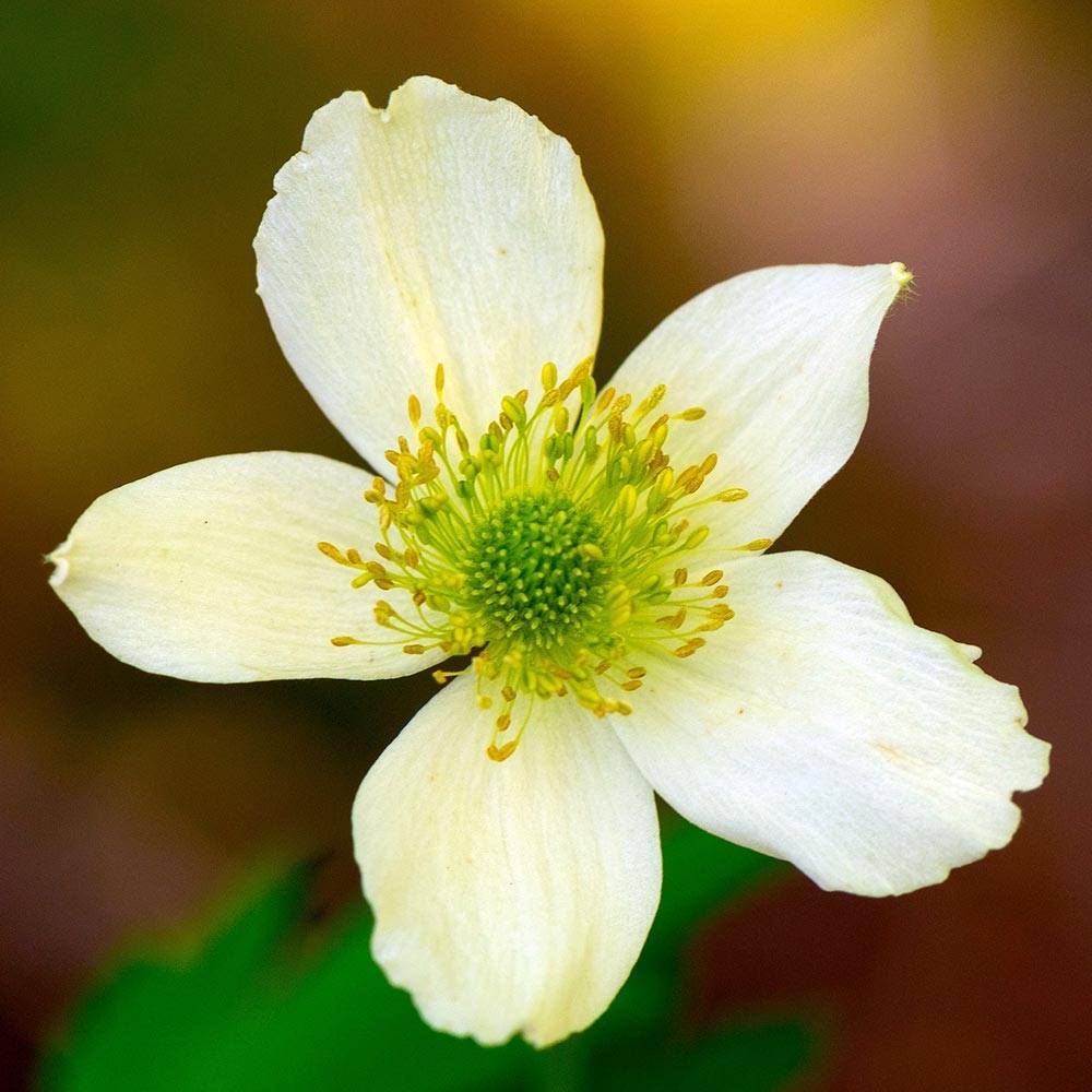 Anemone cylindrica - Anémone cylindrique Godet de 8/9 cm