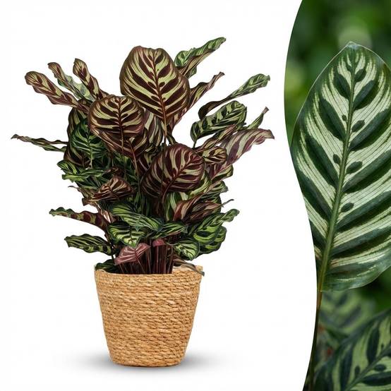 La Green Touch - Plante Paon - D19 H70cm - Image 3