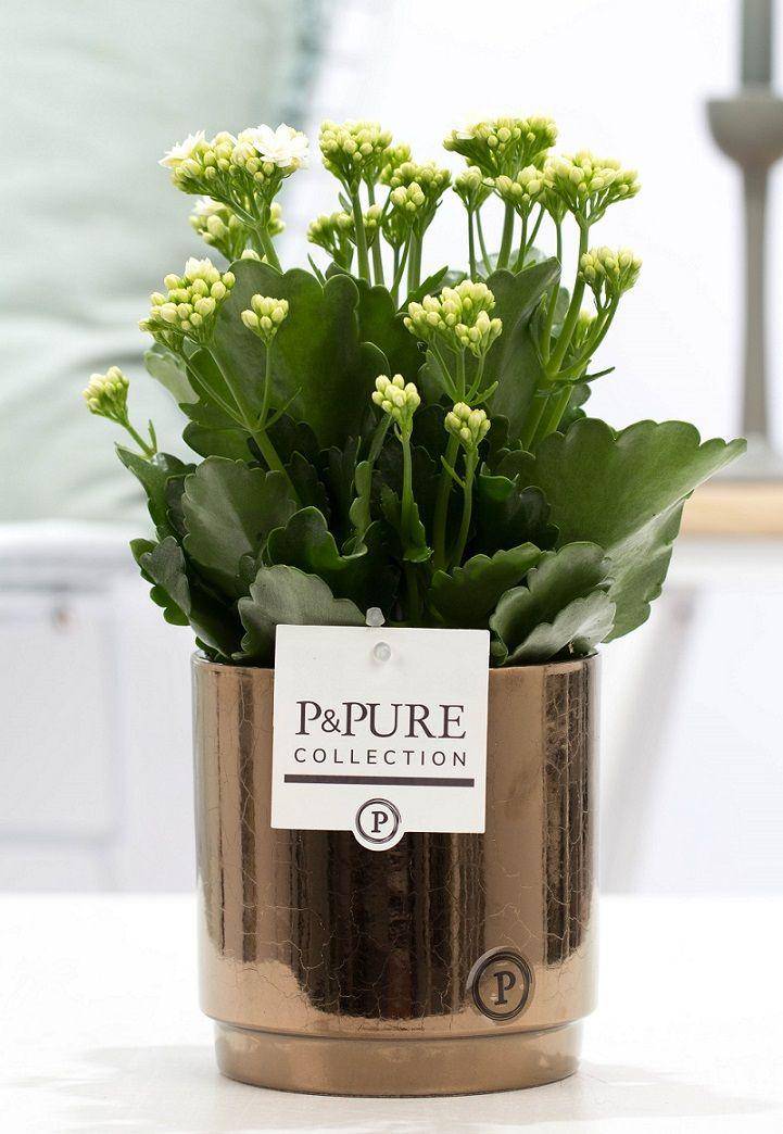 Kalanchoe blanc en pot céramique doré - Ø12cm - ↕27cm - Plantes d’intérieur - Image 1