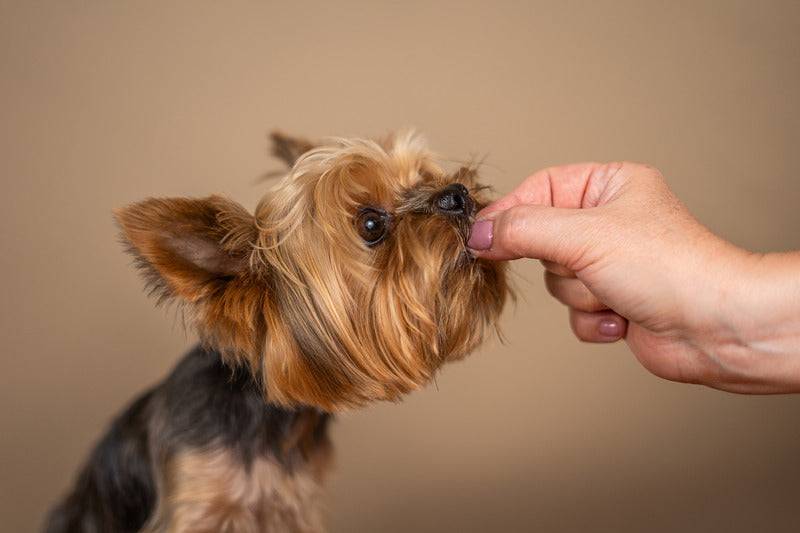 Marly & Dan - Friandises Sans Céréales "Education" pour Chien - Imagen 4