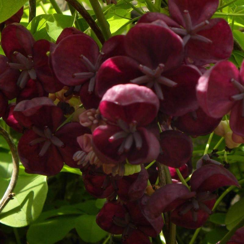 Akebie quinata, Akebia à fleurs Violette - feuillage Semi-Persistant - Godet - 5/20 cm-  hauteur à maturité De 5,00 m à 10,00 m - Image 5