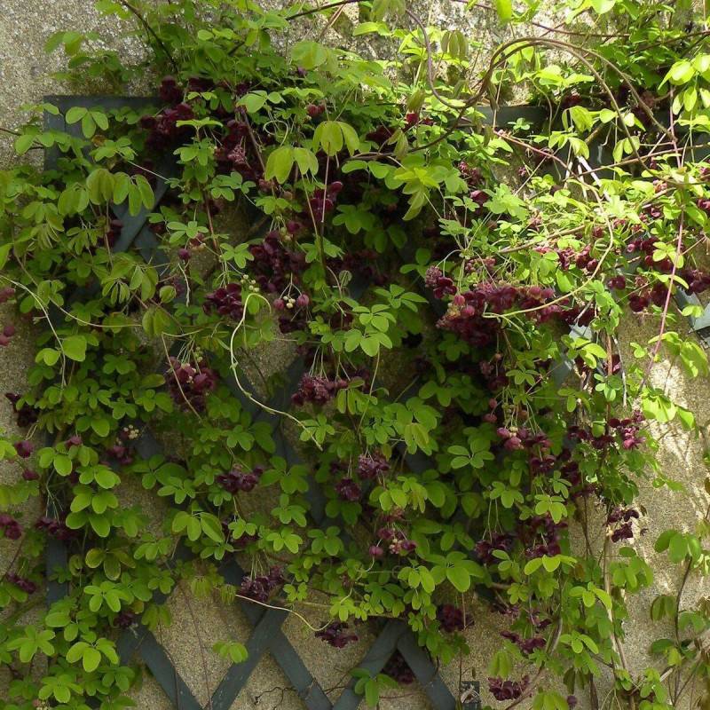 Akebie quinata, Akebia à fleurs Violette - feuillage Semi-Persistant - Godet - 5/20 cm-  hauteur à maturité De 5,00 m à 10,00 m - Image 6