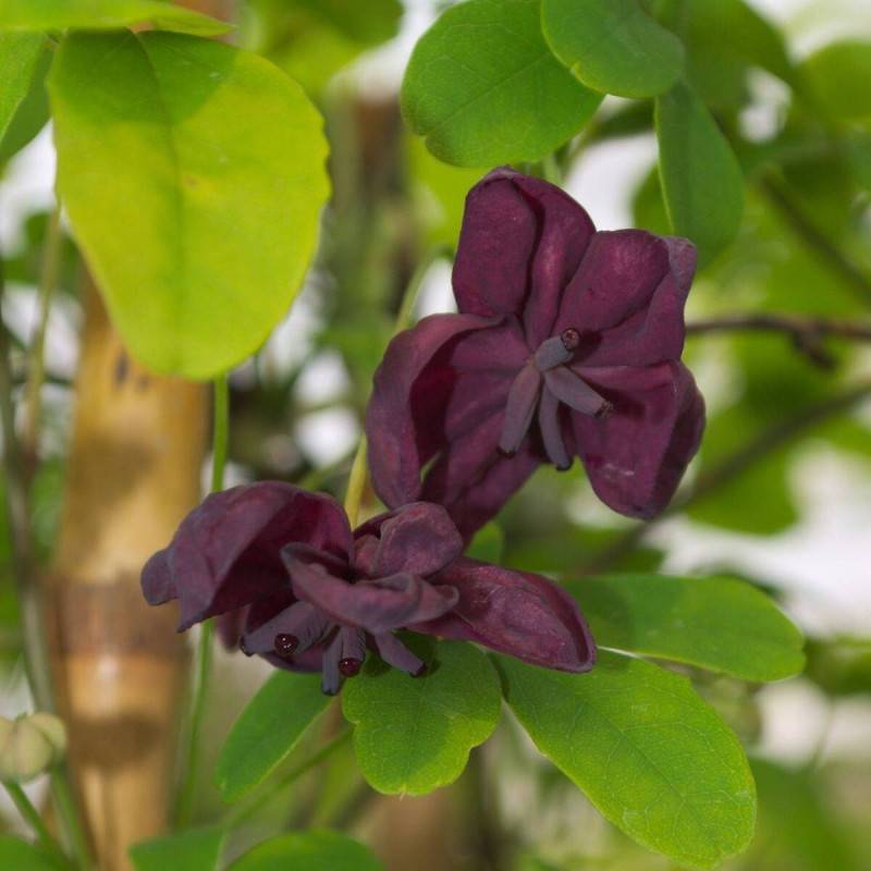 Akebie quinata, Akebia à fleurs Violette - feuillage Semi-Persistant - Godet - 5/20 cm-  hauteur à maturité De 5,00 m à 10,00 m - Image 10