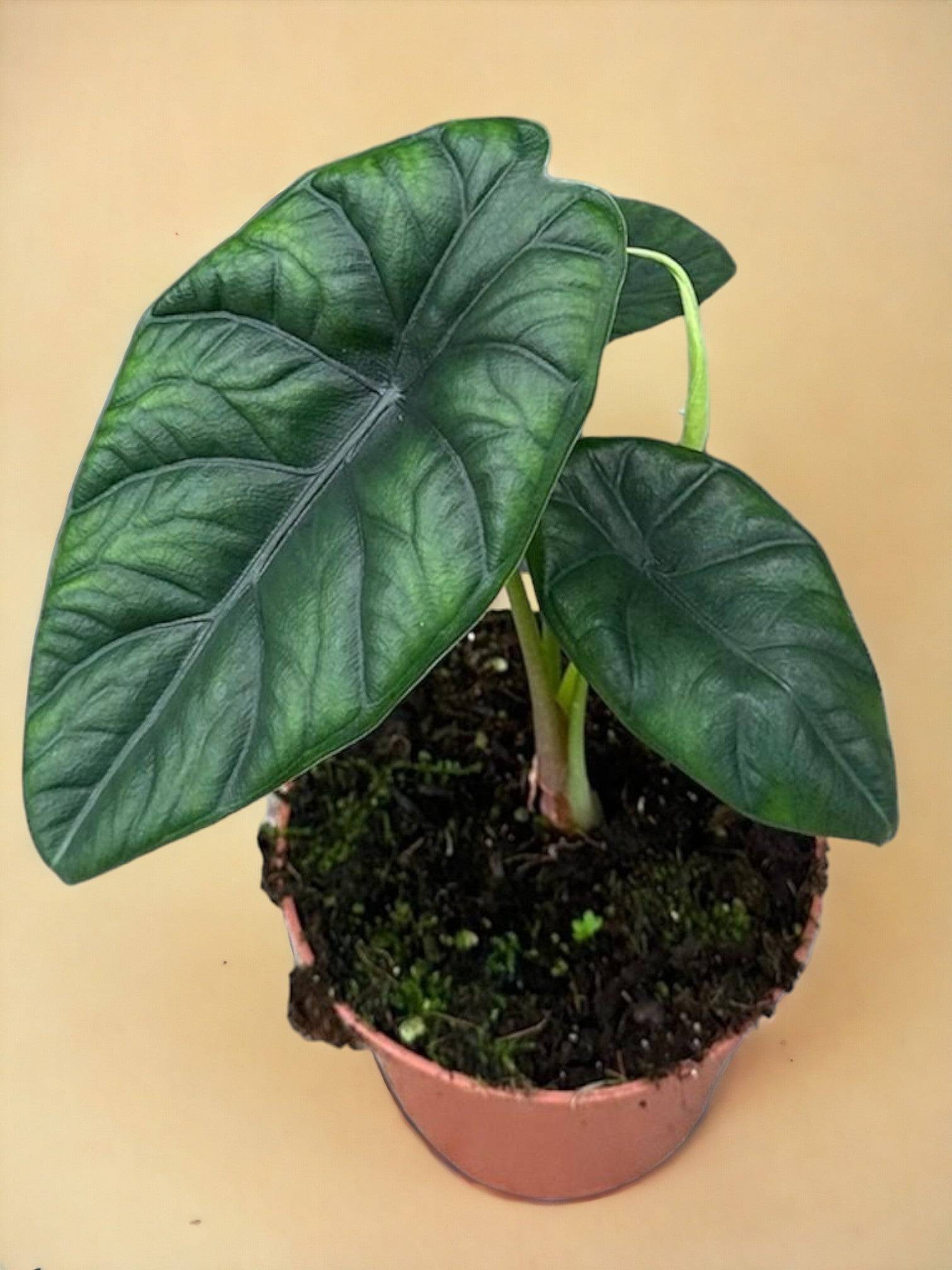 Alocasia Puncak Borneensis- La Green Touch