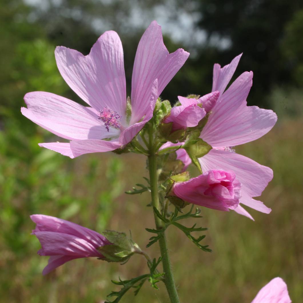 Mauve musquée - Malva moschata Rosea Godet de 8/9 cm