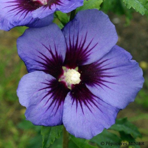 Hibiscus syriacus Ultramarine - Althéa bleu Pot de 7,5L/10L - Image 1