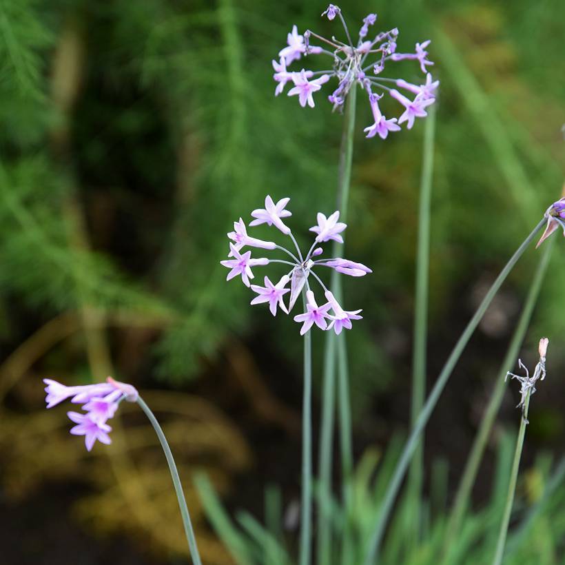 Tulbaghia Fairy Star - Tulbaghie Pot de 3L/4L