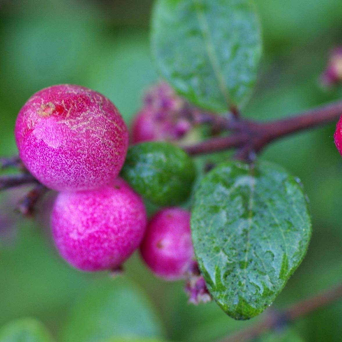 Symphoricarpos chenaultii Hancock - Symphorine de Chenault Godet de 8/9 cm