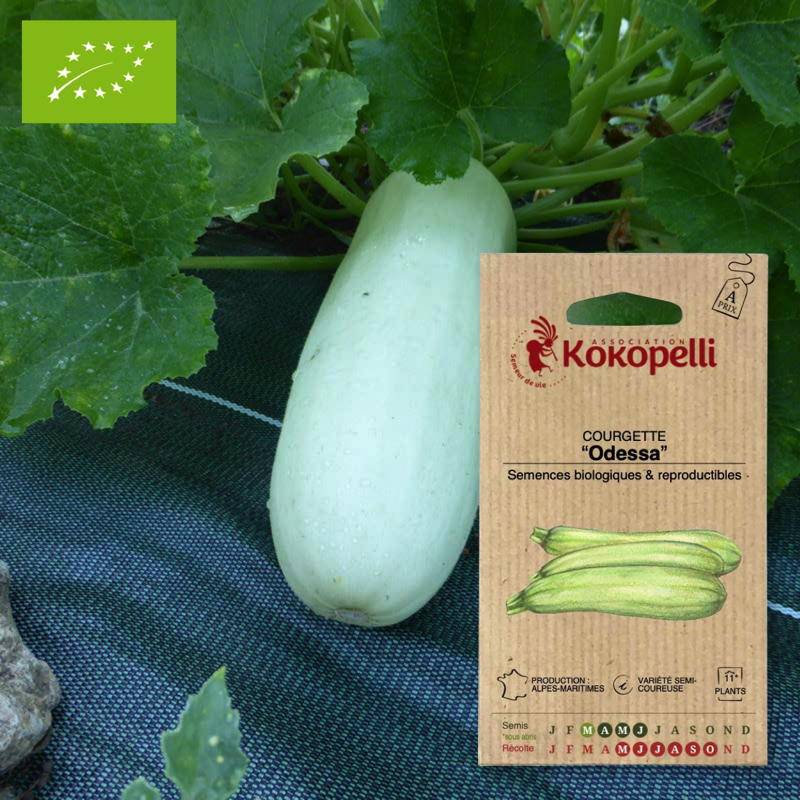 Courgette Odessa- Graines bio à semer - Imagen 1