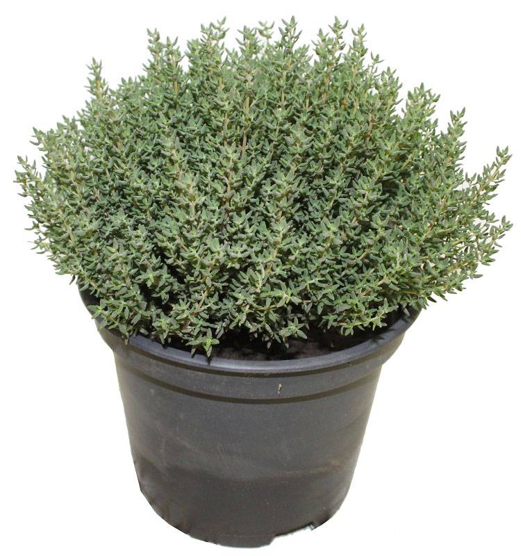 Thym commun pot 14 cm
