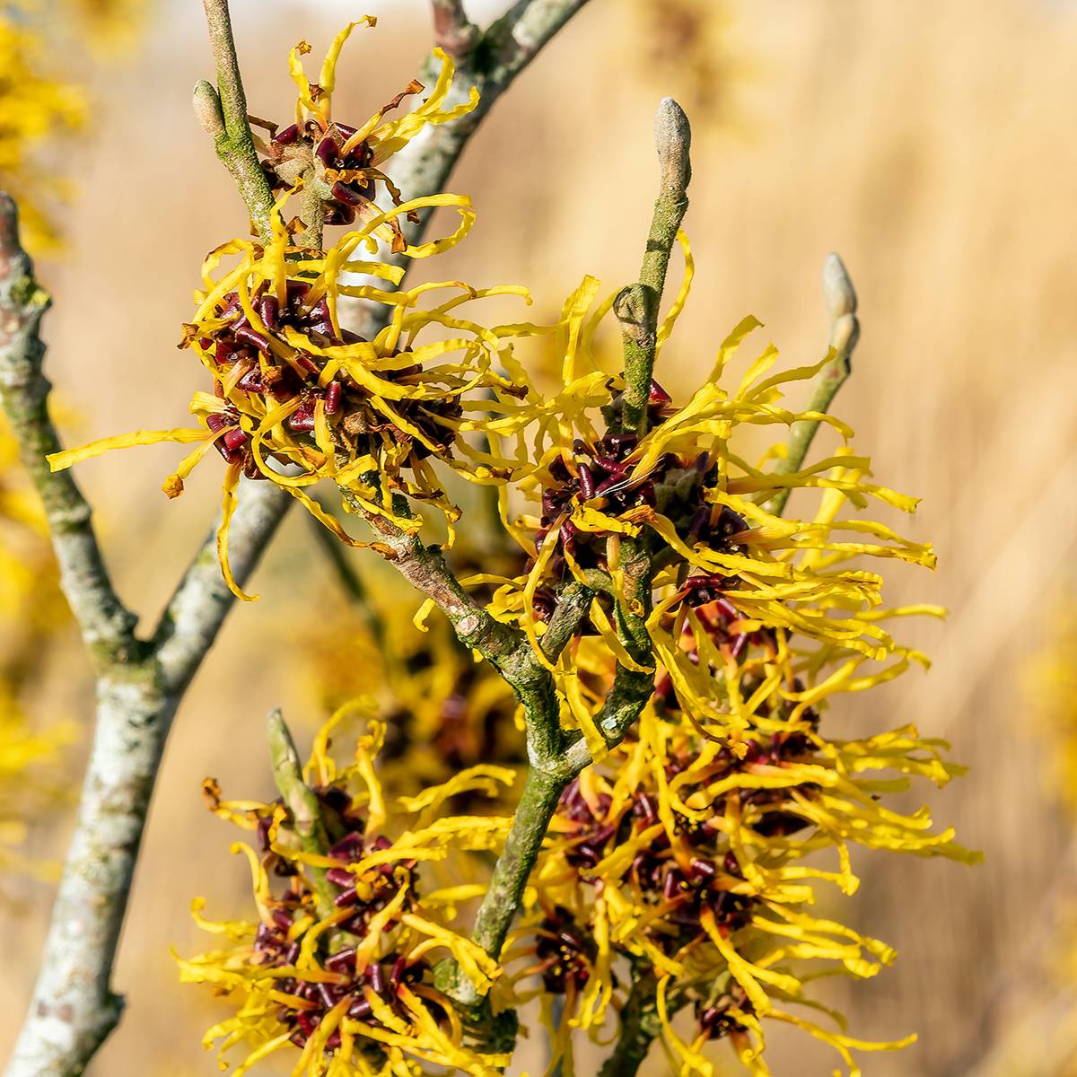 Promesse de Fleurs - Hamamelis x intermedia Barmstedt Gold - Noisetier de sorcière Pot de 4L/5L