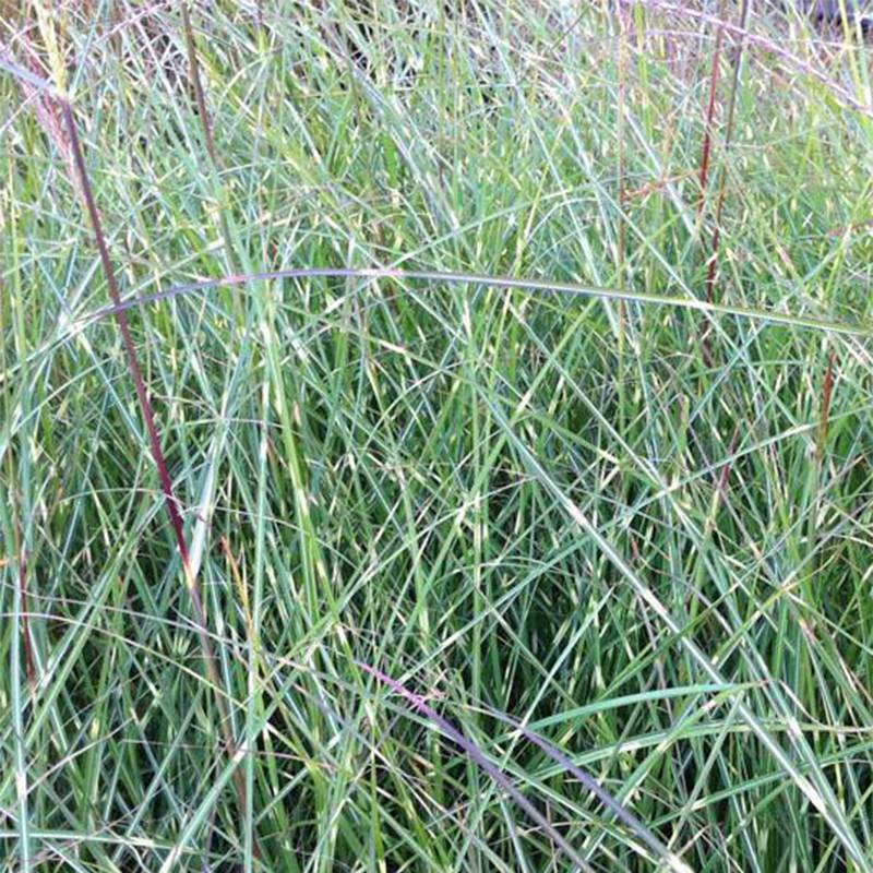 Miscanthus sinensis Etincelle - Roseau de Chine Godet de 8/9 cm