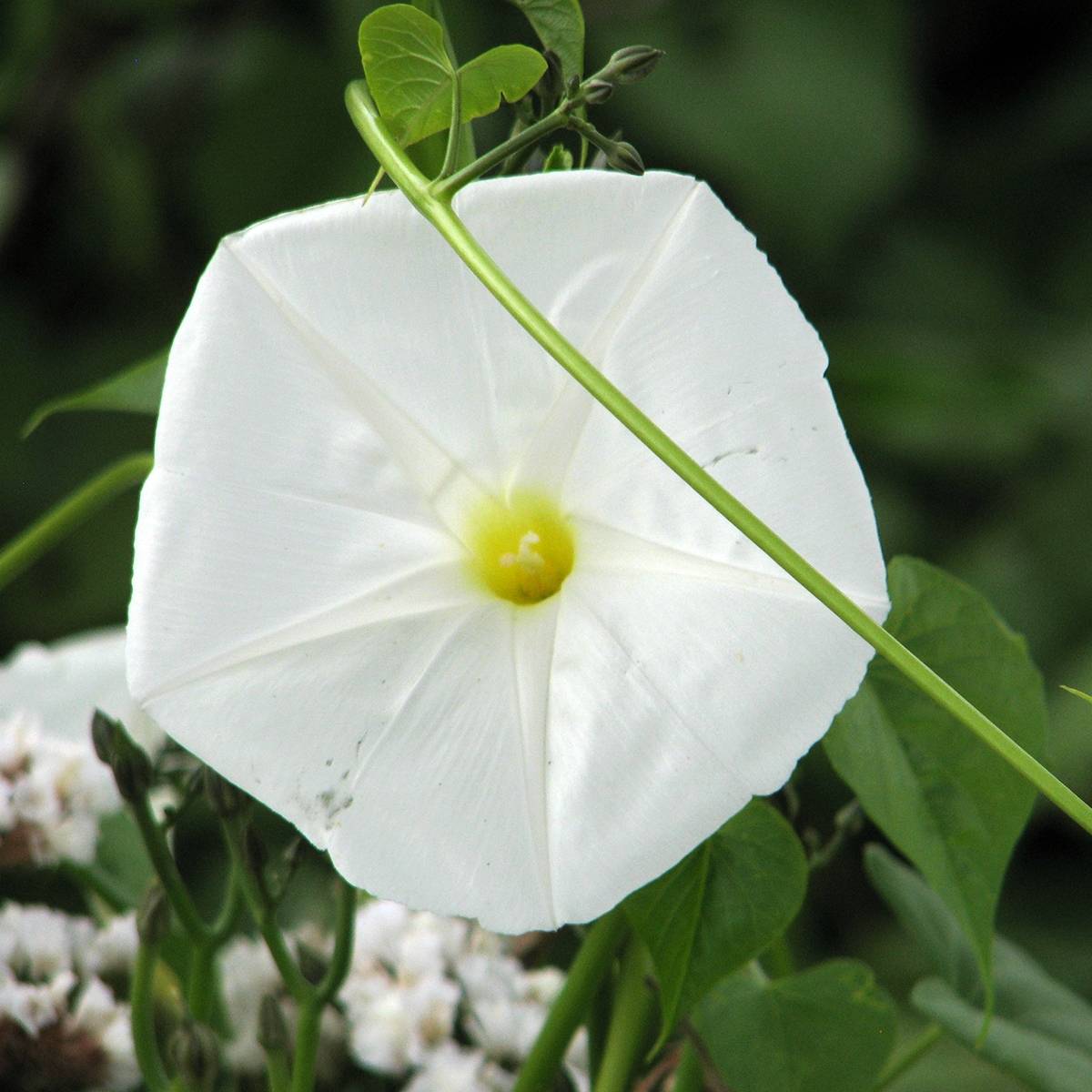 Graines d'Ipomée - Fleur de Lune Sachet de 10 graines