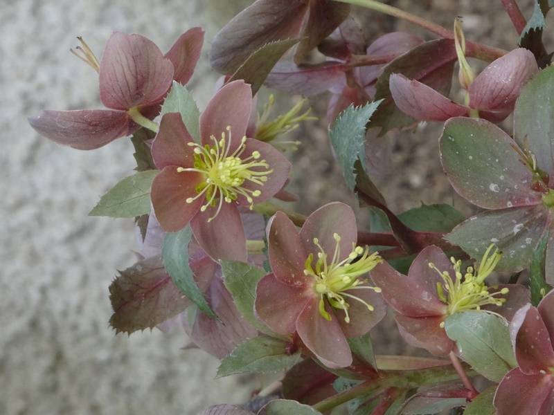 Promesse de Fleurs - Hellébore sternii Flame - Hellébore de Stern Pot de 12 cm / 13 cm