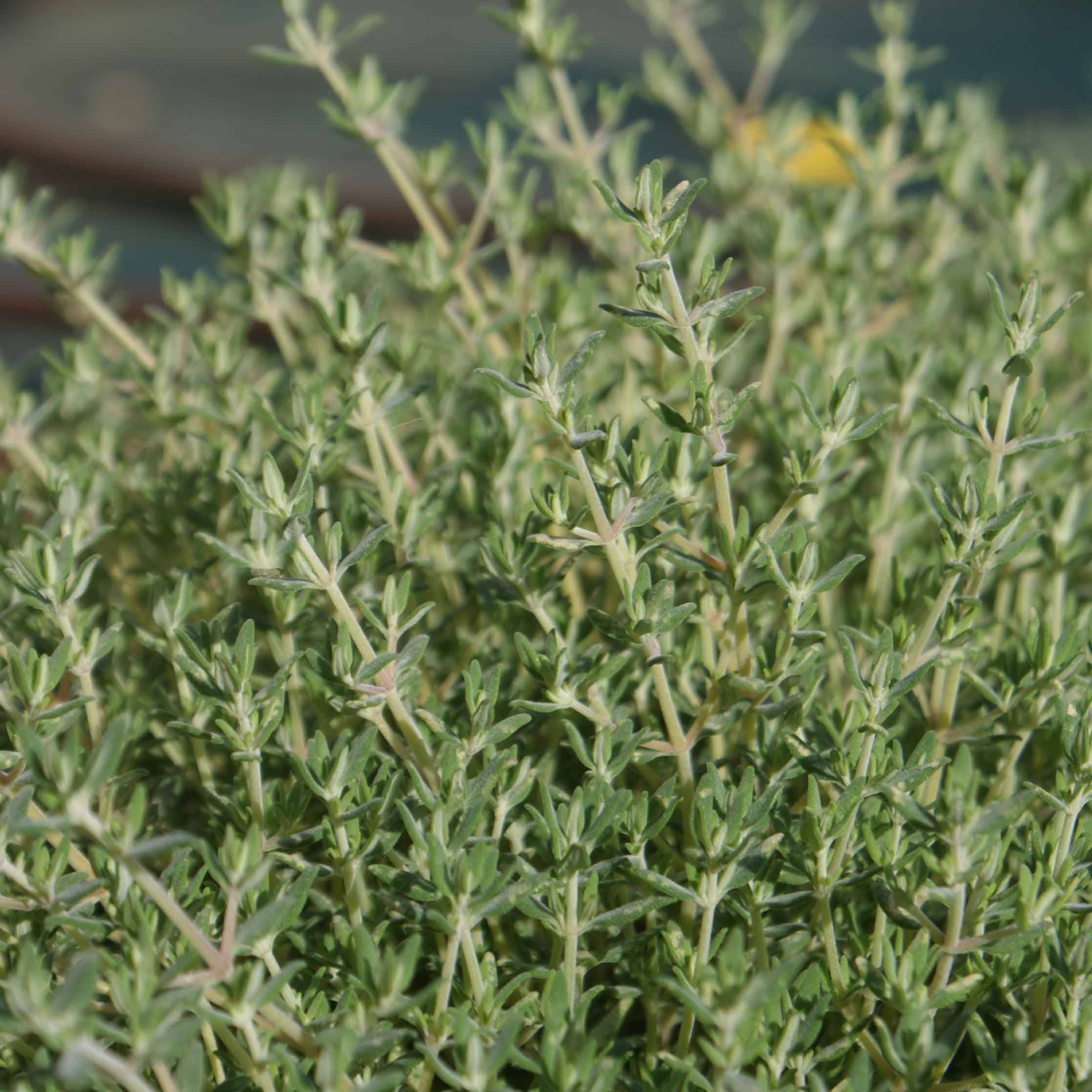 Thym de Provence - Thymus vulgaris Godet de 7/8 cm